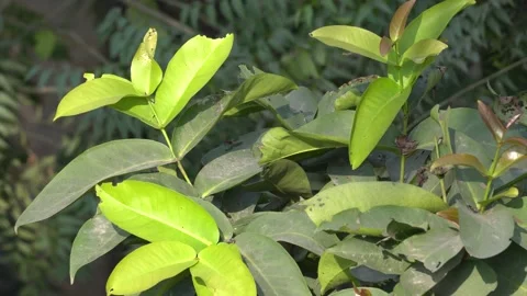 Jam Tree Leaves Portrait 4K Video Nature Stock Footage 299731105