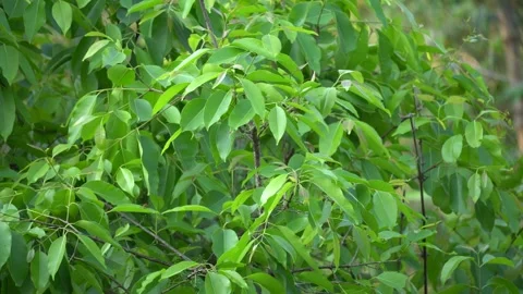 Jam Tree Leaves Swaying in Wind Portrait Video 動画素材 303259323