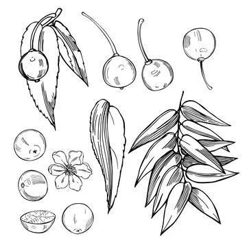 Jamaica cherry. Vector  illustration Stock Illustration