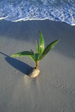 Jamaica, Ocho Rios, Sprouting coconut on beach Stock Photos