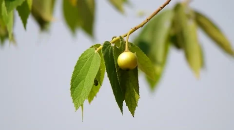 Jamaican cherry fruit on the tree Stock Footage 48348468