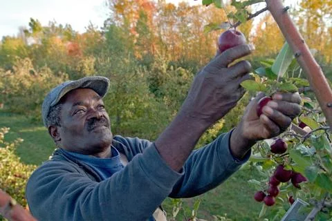 Jamaican migrant worker. Stock Photos