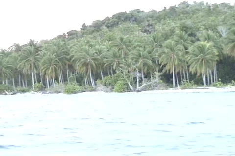 Jamaican Vegetation 01 Stock Footage 356822
