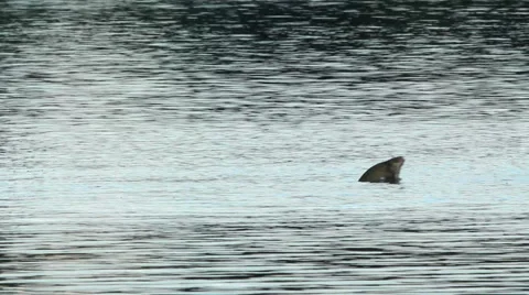 Jamb of large fish in the river jumps out of the water during the evening meal Stock Footage 42180952