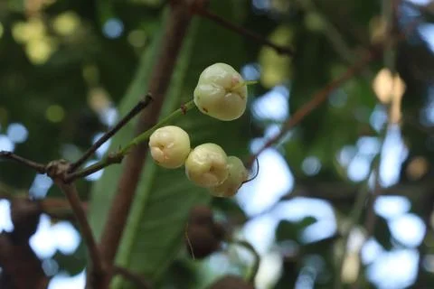 Jamba fruit on a jamba tree Stock Photos