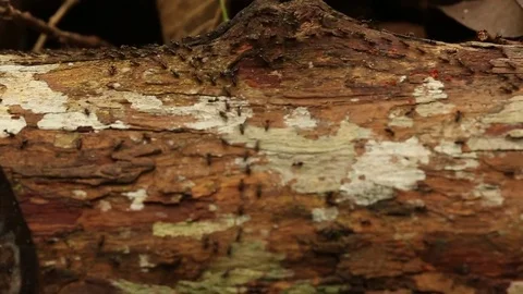 JAMBI FOREST on Ants! Stock Footage 84254903