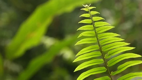 JAMBI FOREST Stock Footage 84252995