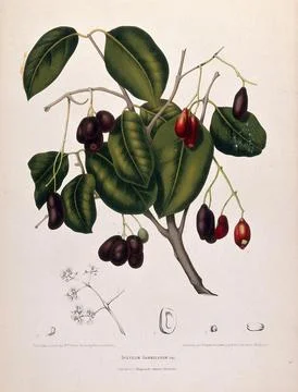 Jambolan or Java plum (Eugenia jambolana Lam.): fruiting branch with number.. Stock Illustration