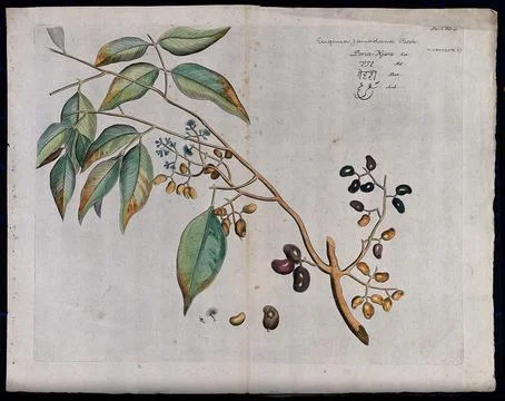Jambolan or Java plum (Eugenia jambolana Lam.): branch with flowers and fru.. Ilustración de archivo