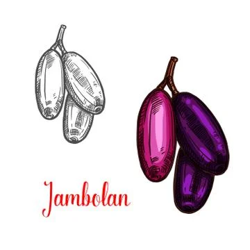 Jambolan or java plum fruit sketch of exotic berry Stockillustratie
