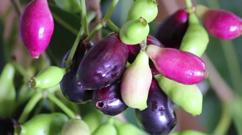 Jambolan plum, Java plum (Syzygium cumini). Exotic tropical fruit Stock Footage 62284307