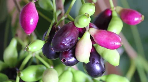 Jambolan plum, Java plum (Syzygium cumini). Tree, Vitamin C, Jambolao Stock Footage 62284314