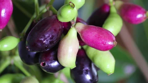 Jambolan plum, Java plum (Syzygium cumini). Tree, Vitamin C, Jambolao Stock Footage 62284398