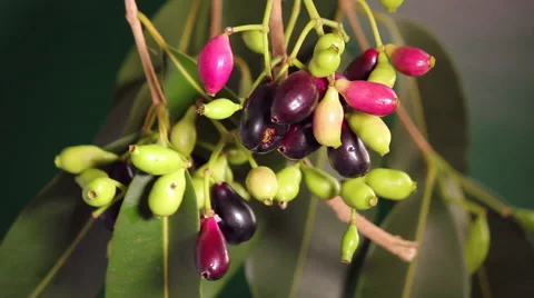 Jambolan plum, Java plum (Syzygium cumini). Exotic tropical fruit Stock Footage 62284661