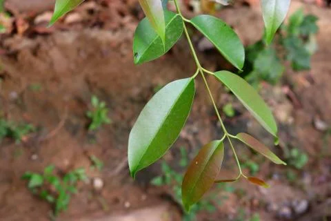 Jambolan plum leaf Stock Photos