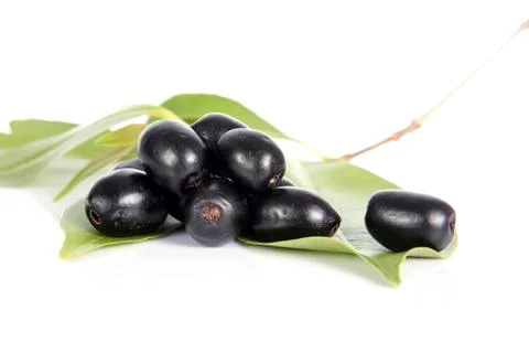 Jambolan plum or Java plum (Syzygium cumini) Foto stock