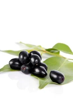 Jambolan plum or Java plum (Syzygium cumini) Stock Photos