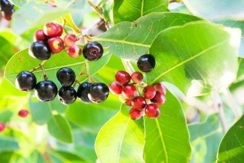Jambolan plum Foto stock