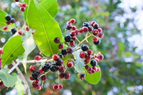 Jambolan plum Stock Photos