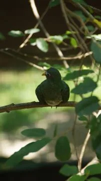 The Jambu Fruit Dove Stock Photos