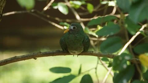 The Jambu Fruit Dove Stock Photos