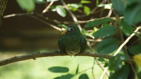 The Jambu Fruit Dove Stock Photos
