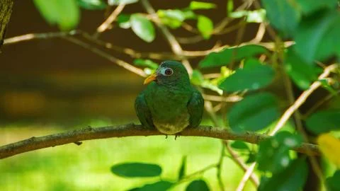 The Jambu Fruit Dove Stock Photos