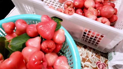 Jambu or Water Apple or Java Apple (and many other common names) Stock Footage 305893555