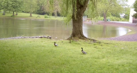 James A Cisco Park Pond Stock Footage 241862319