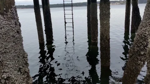 James Island Pier - view through pilings Stock Footage 178281855