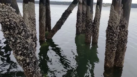 James Island Pier - view through pilings 2 Stock Footage 178281856