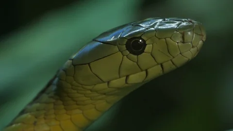 Jameson Green Mamba 05 Stock Footage 88020692