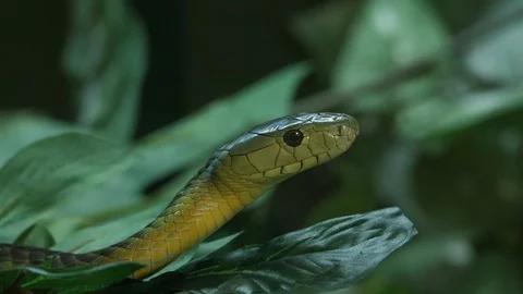 Jameson Mamba 01 Stock Footage 88023691