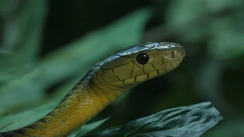 Jameson Mamba 02 Stock Footage 88023720