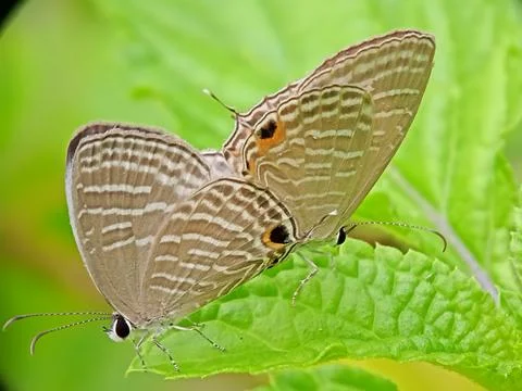 Jamides celeno Stock Photos