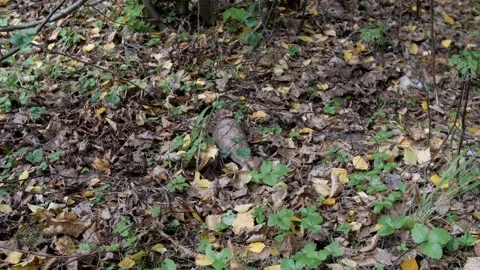 Jammed old shell from the Second World War. Combat mine hidden in foliage Stock Footage 195297779