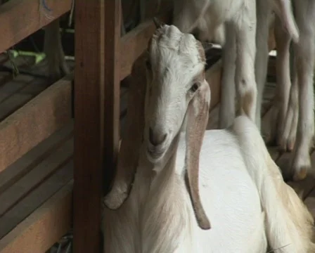 Jamnapari goats Video stock 740261