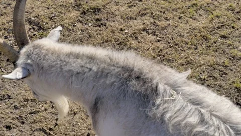A Jämtland goat Video stock 150463603