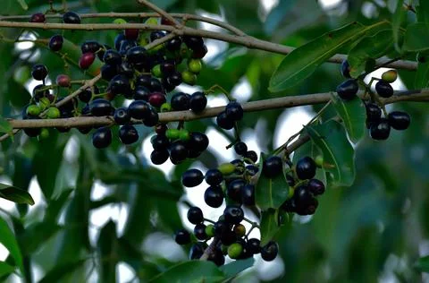Jamun is the native berry Stock Photos