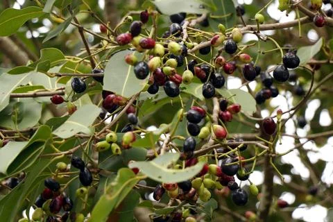 Jamun tree, also commonly known as Java plum or black plum, which produces .. Stock Photos