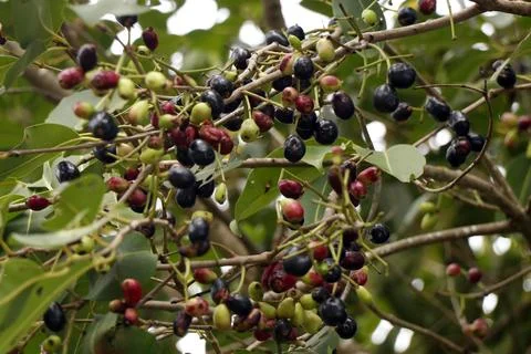 Jamun tree, also commonly known as Java plum or black plum, which produces .. Stock Photos