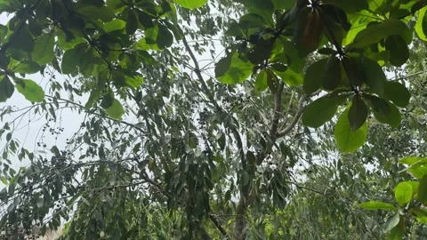 Jamun Tree with Lush Green Foliage in India 库存影片 343802450