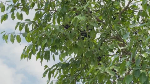 Jamun Tree with Ripe Fruit Clusters Stock Footage 337437636