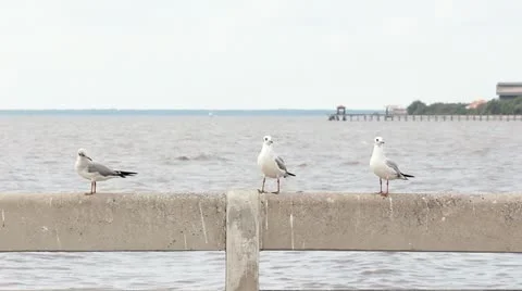 Jan28 Seagull 16 Stockbeeldmateriaal 20592151