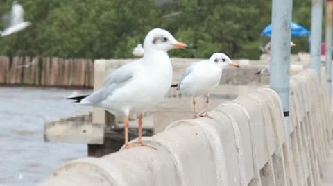Jan28 Seagull 24 動画素材 20591742
