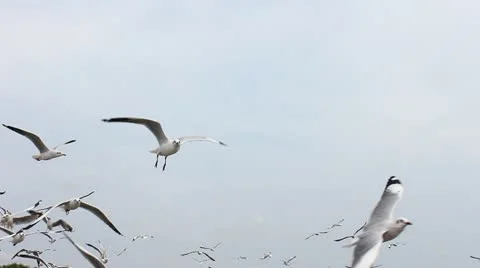 Jan28 Seagull 28 Stock Footage 20590636