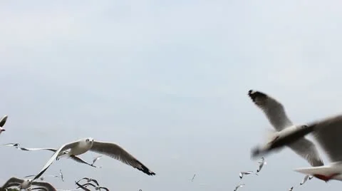 Jan28 Seagull 29 Stock Footage 20591096