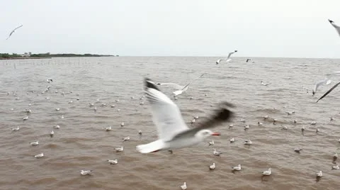 Jan28 Seagull 31 動画素材 20591492