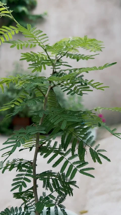 Jand Plant (shami) Stock Footage 284527931