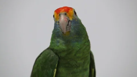 Jandaia de testa vermelha - Aratinga auricapillus - Jandaia Stock Footage 121648622